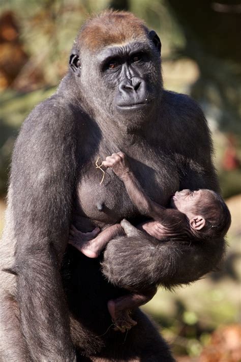 Notable issues include Internet privacy, such as use of a widespread. . Breastfeeding animals pictures